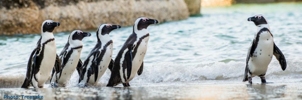 African penguins on the beach at Boulders, Simonstown