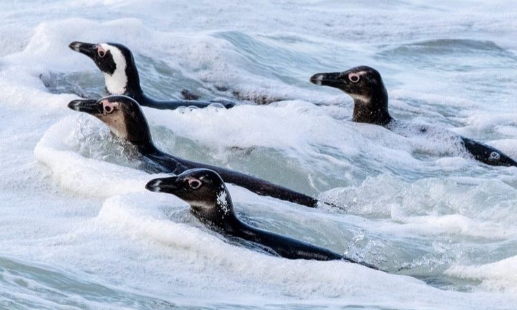 africanpenguinsswimming 1