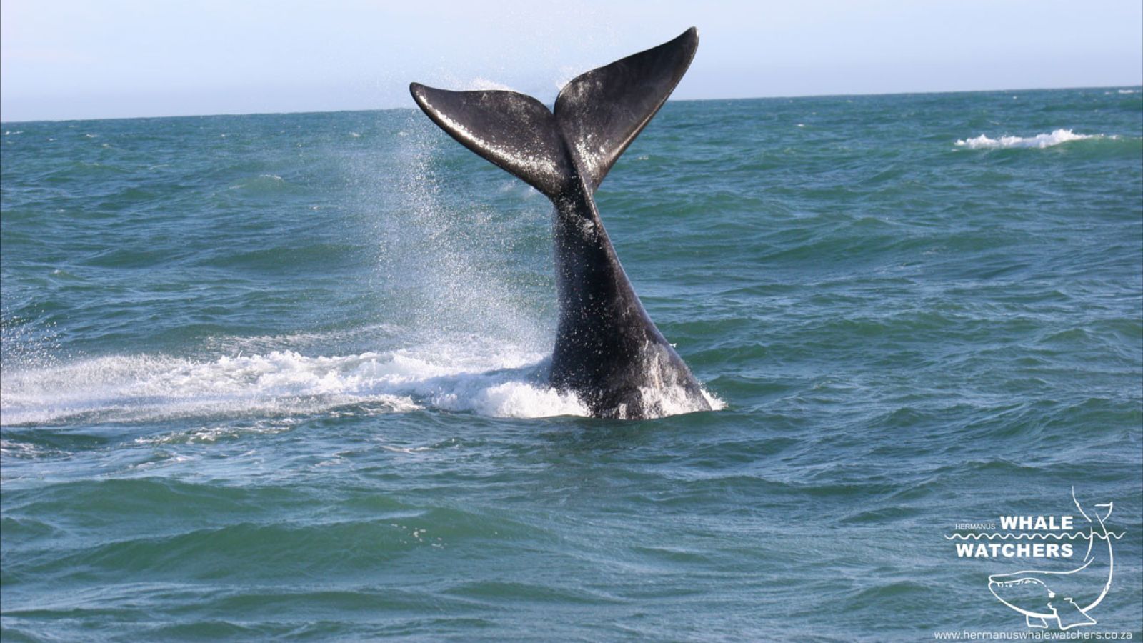 whale season with Hermanus Whale Watchers