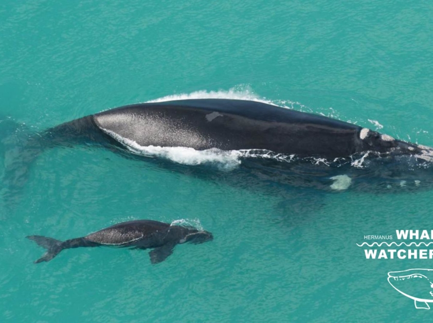 whale watching with hermanus whale watchers