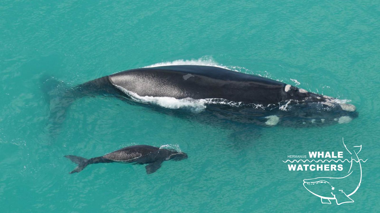 Articles 26 whale watching with hermanus whale watchers
