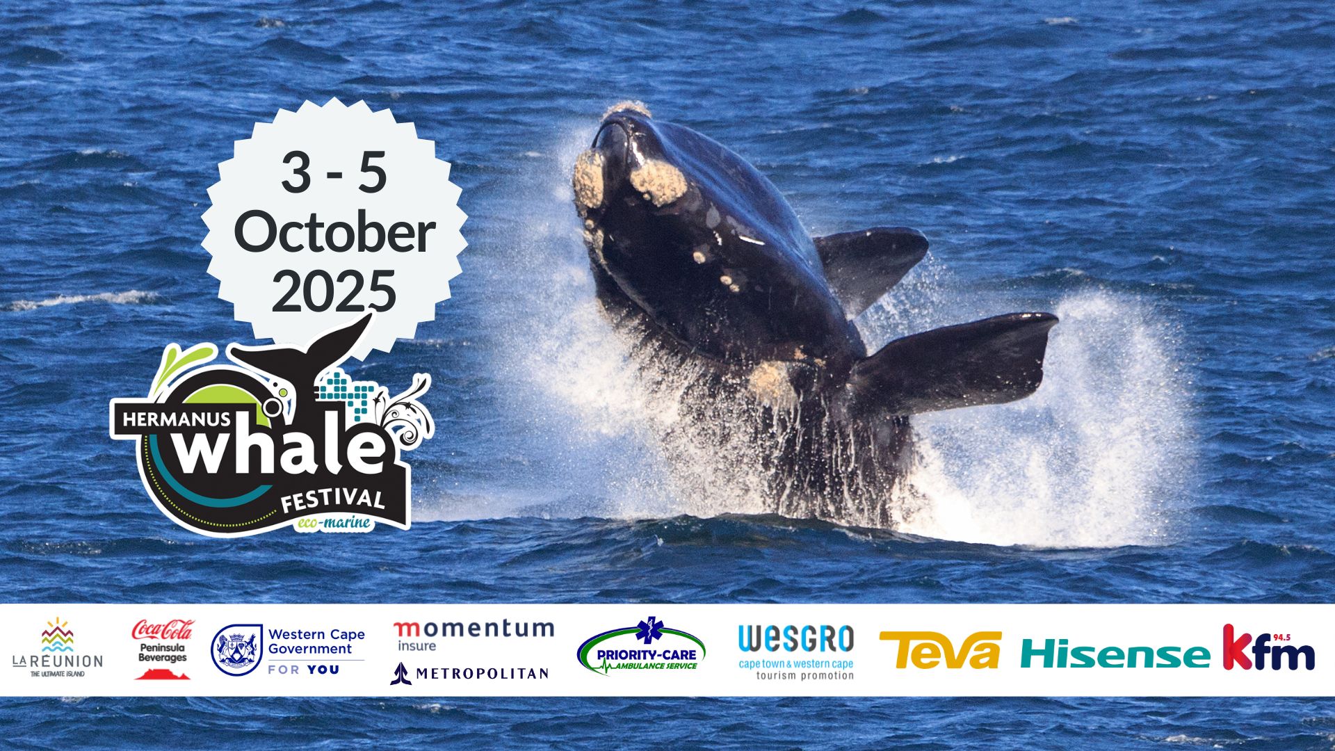 whale festival 2025 new