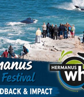 2025 Whale festival feedback and impact