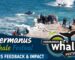 2025 Whale festival feedback and impact