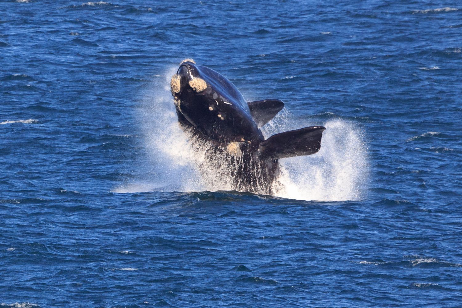 hermanus whale festival - about