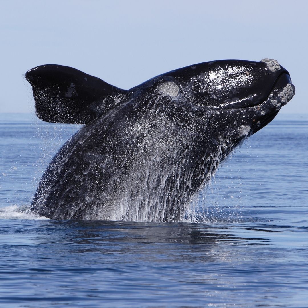 Southern right whale festival