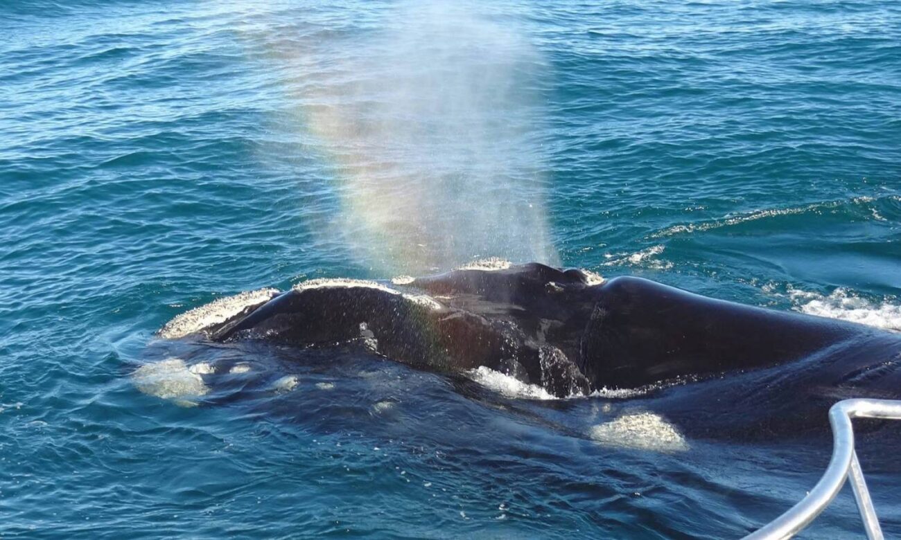 whale watching and whale season