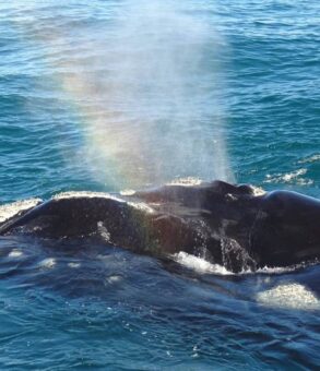 whale watching and whale season