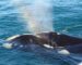 whale watching and whale season